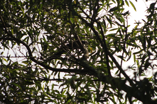 Greater Ani (Crotophaga major), photo 7