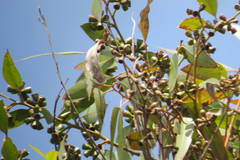 Eucalyptus grandis