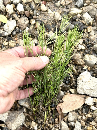 Sand Bittercress (Cardamine parviflora)