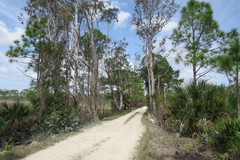 Eucalyptus grandis