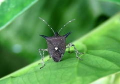 Proxys albopunctulatus
