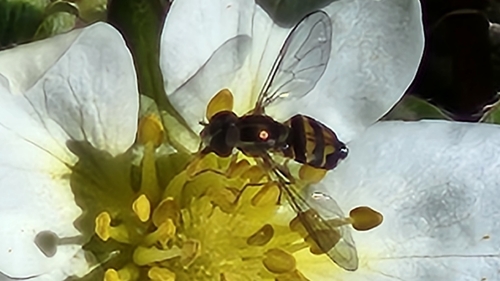 Unknown species found near McKinleyville, CA 95519, USA