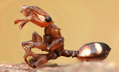 Cephalotes umbraculatus
