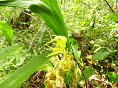 Mormodes maculata unicolor