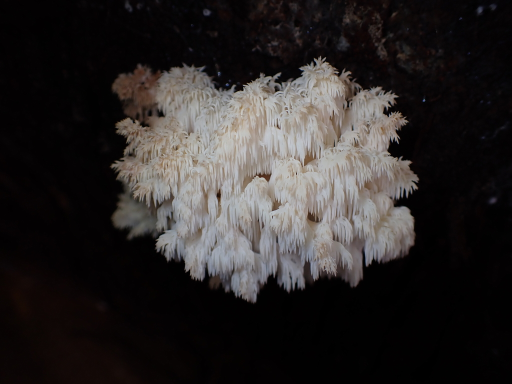 Hericium coralloides · March 2026 · photo: © tidepooltales (iNaturalist, cc-by)