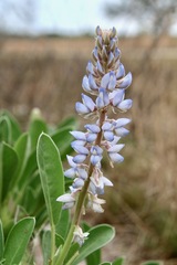 Lupinus diffusus
