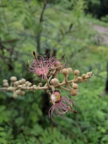 Morisonia longifolia (Morisonia longifolia)