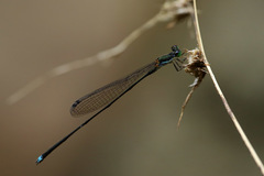 Nesobasis longistyla