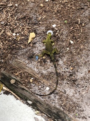Iguana iguana