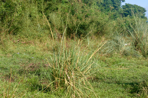 Rhynchoryza