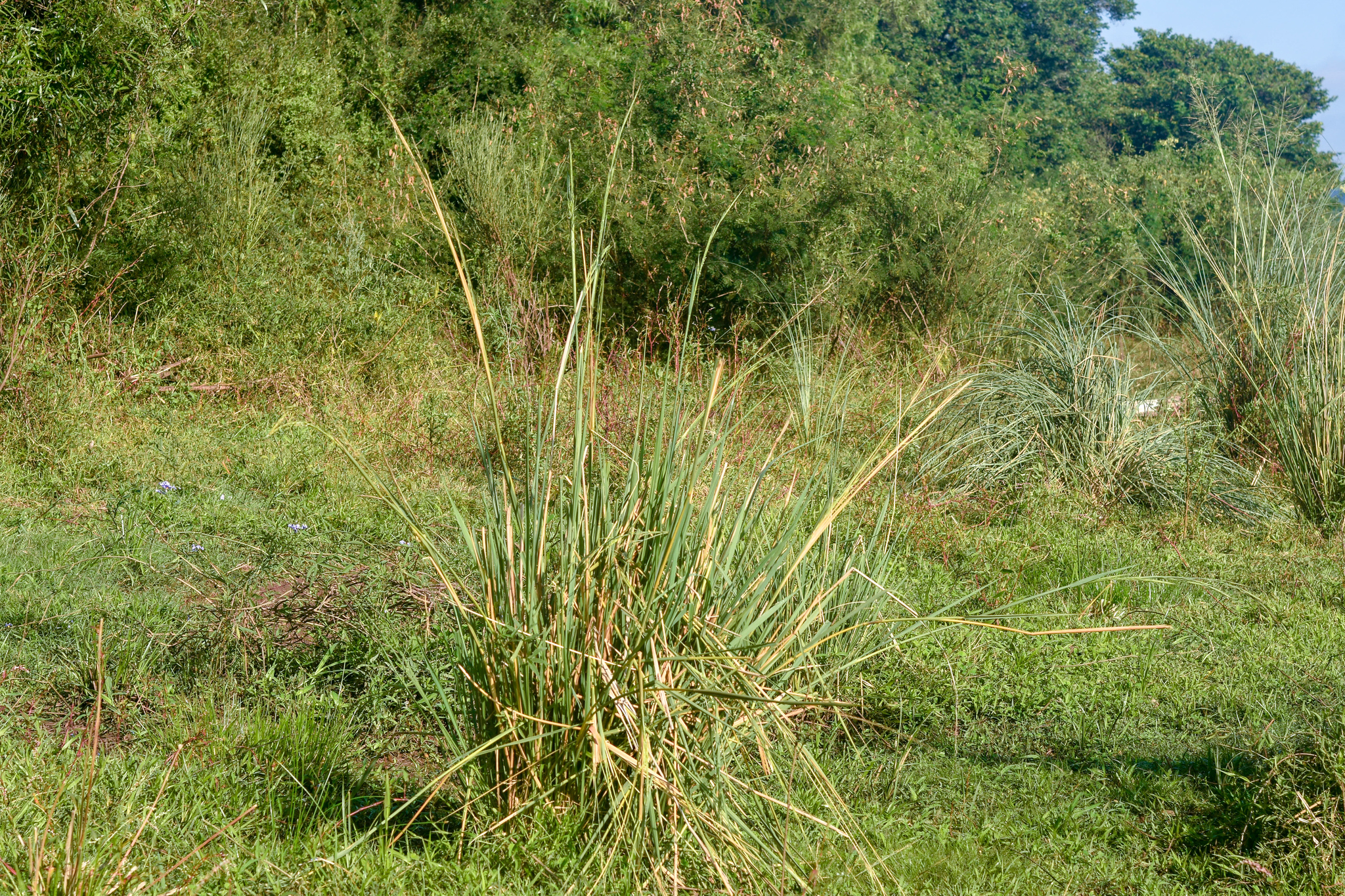 Rhynchoryza