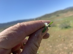 Plagiobothrys acanthocarpus