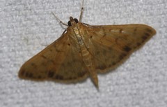 Patania balteata