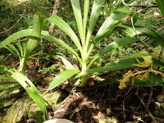 Mormodes maculata unicolor