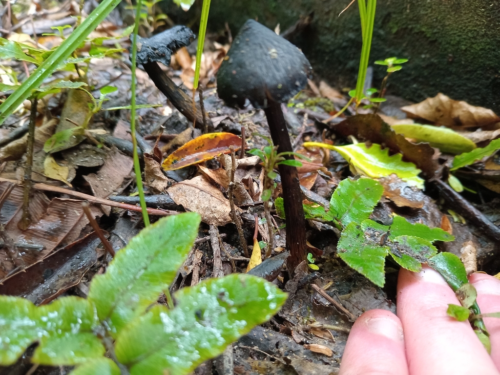 Hygrocybe astatogala · March 2026 · photo: © oscar30475 (iNaturalist, cc-by)