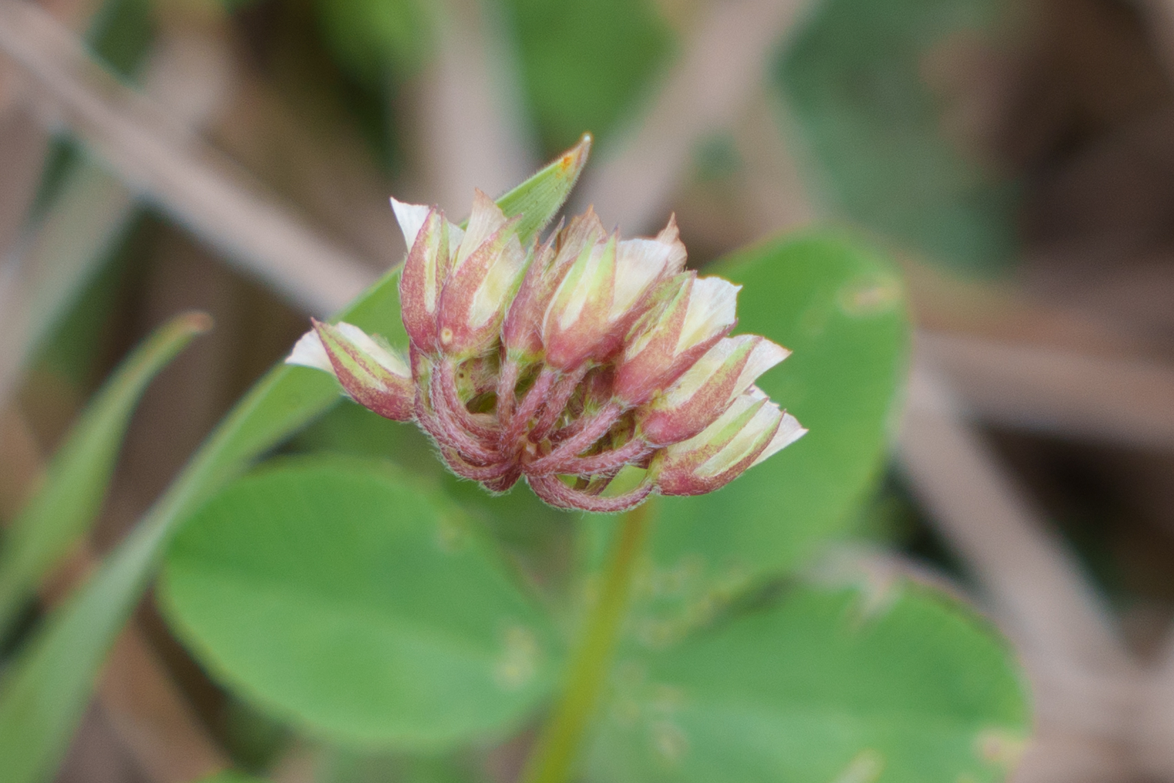 Trifolium carolinianum
