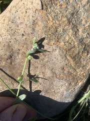 Plagiobothrys acanthocarpus