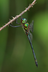 Procordulia irregularis