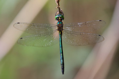 Procordulia irregularis