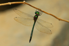 Procordulia irregularis