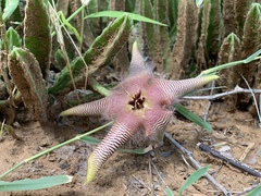 Stapelia
