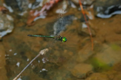 Procordulia irregularis