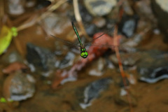 Procordulia irregularis