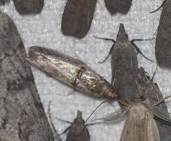 Hypargyria metalliferella