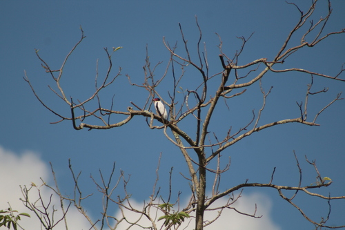 Black-tailed Tityra (Tityra cayana), photo 3