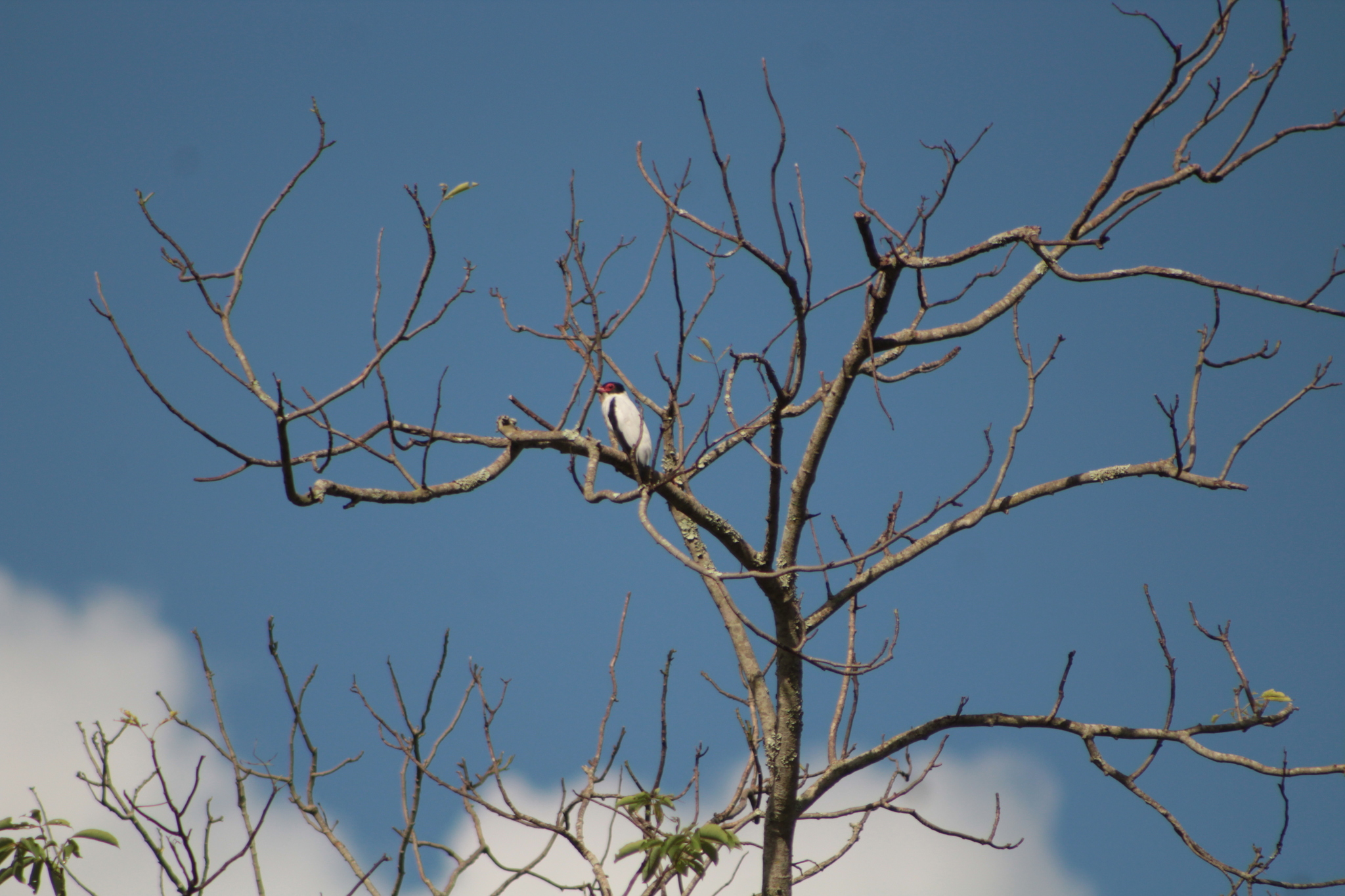 Black-tailed Tityra (Tityra cayana), photo 3