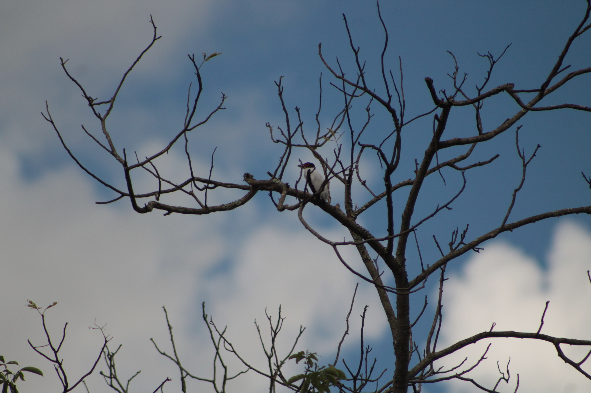 Black-tailed Tityra (Tityra cayana), photo 6