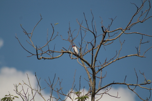 Black-tailed Tityra (Tityra cayana), photo 2
