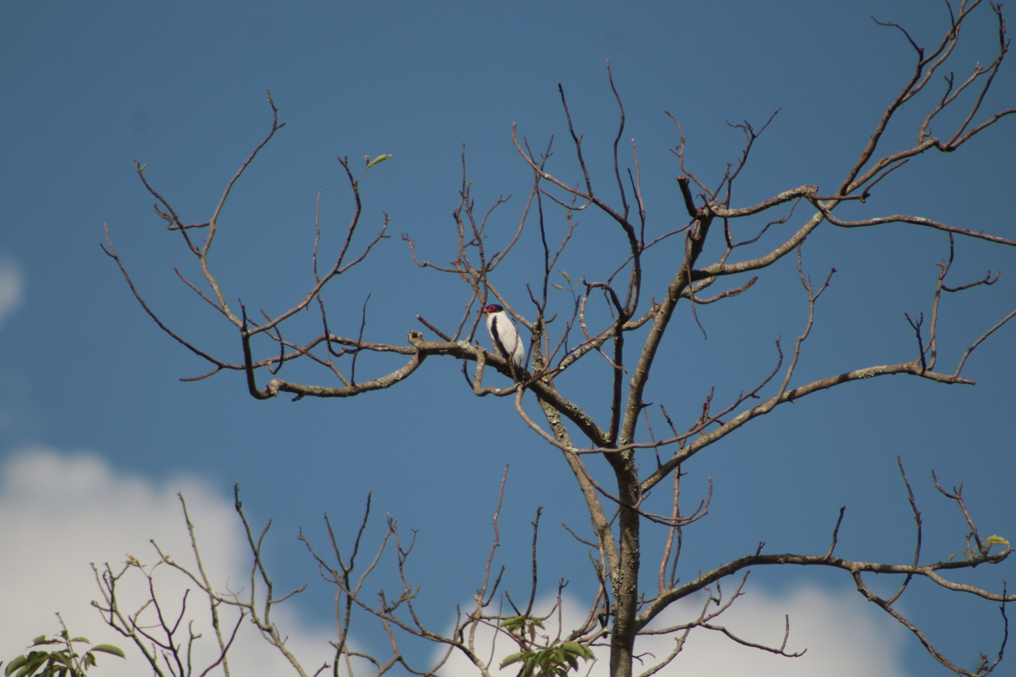 Black-tailed Tityra (Tityra cayana), photo 2