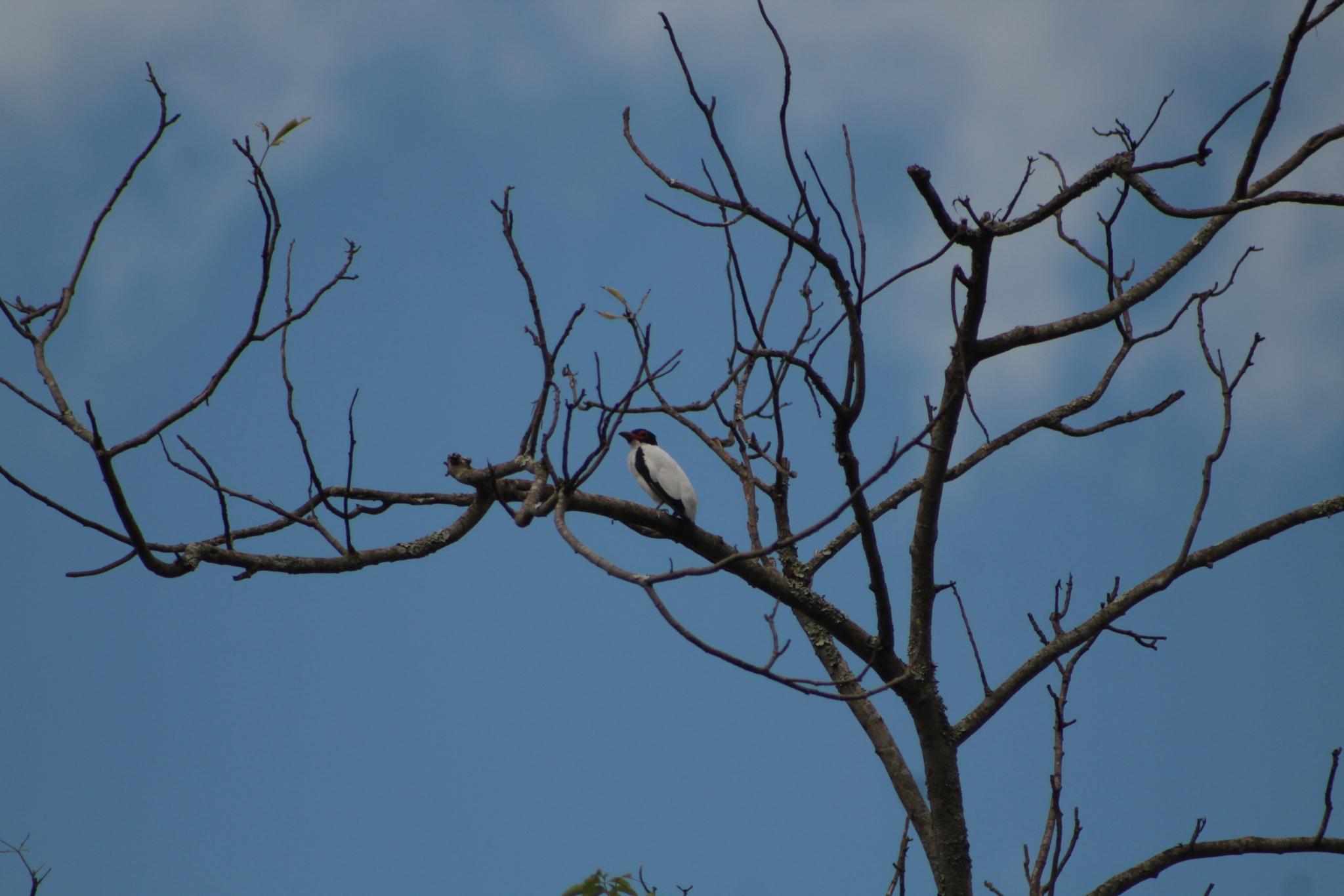 Black-tailed Tityra (Tityra cayana), photo 8