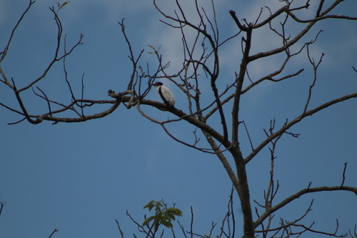 Black-tailed Tityra (Tityra cayana), photo 7
