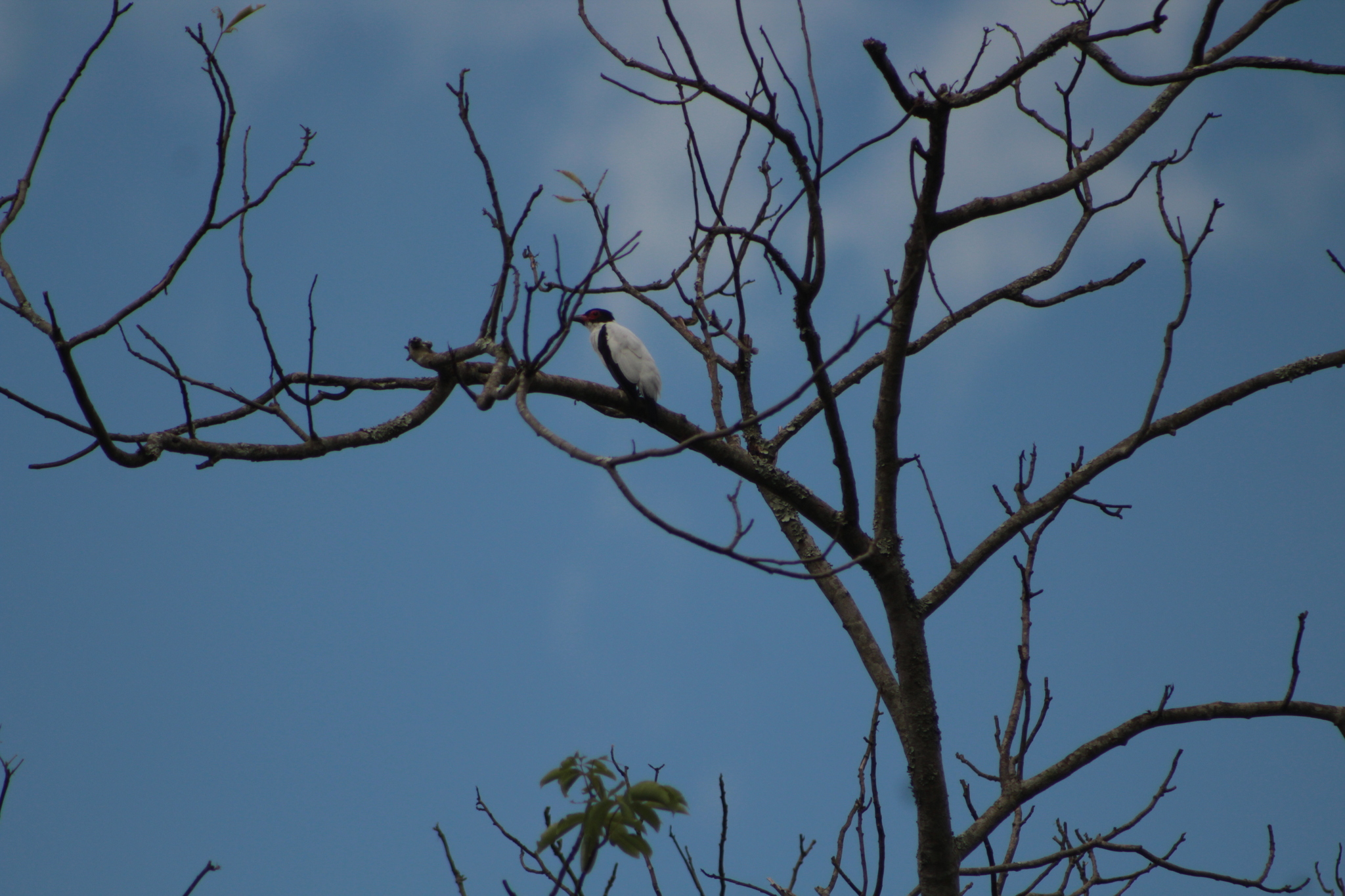 Black-tailed Tityra (Tityra cayana), photo 7