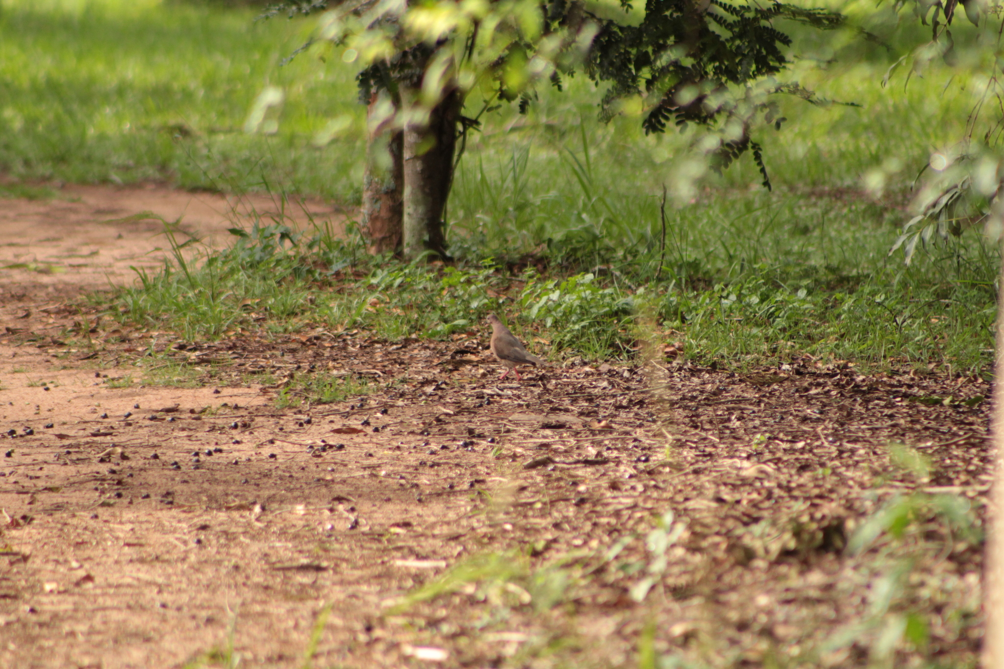 Grey-fronted Dove (Leptotila rufaxilla), photo 7