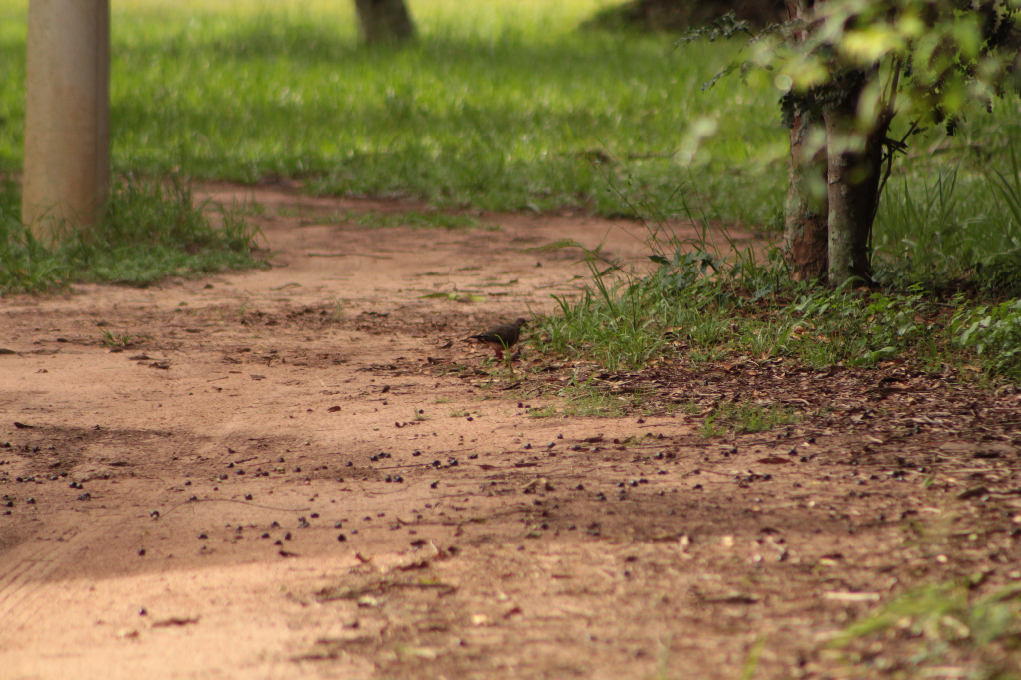 Grey-fronted Dove (Leptotila rufaxilla), photo 6