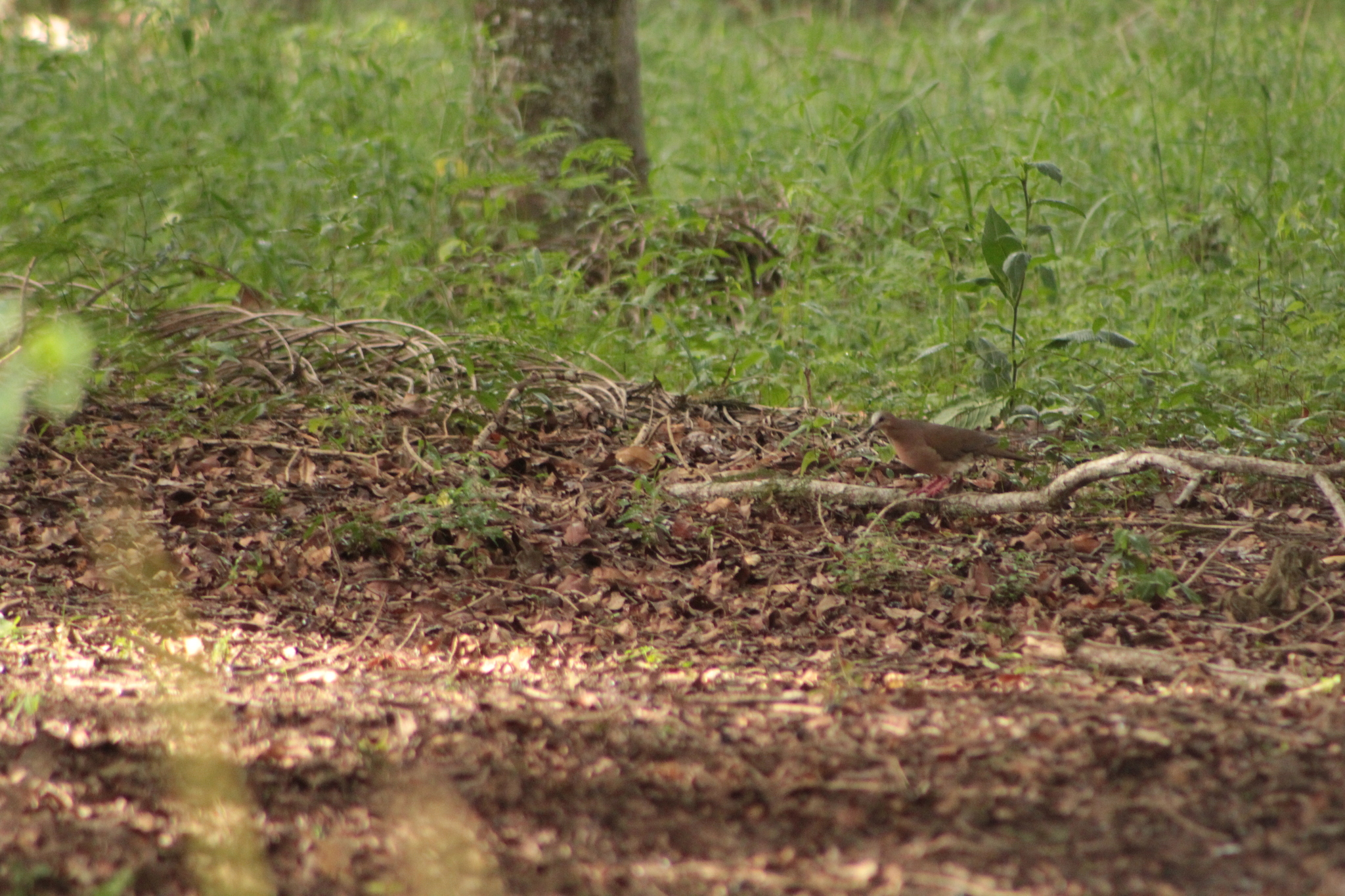 Grey-fronted Dove (Leptotila rufaxilla), photo 5