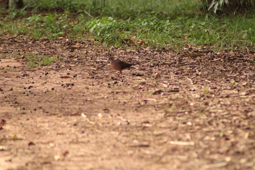 Grey-fronted Dove (Leptotila rufaxilla), photo 3