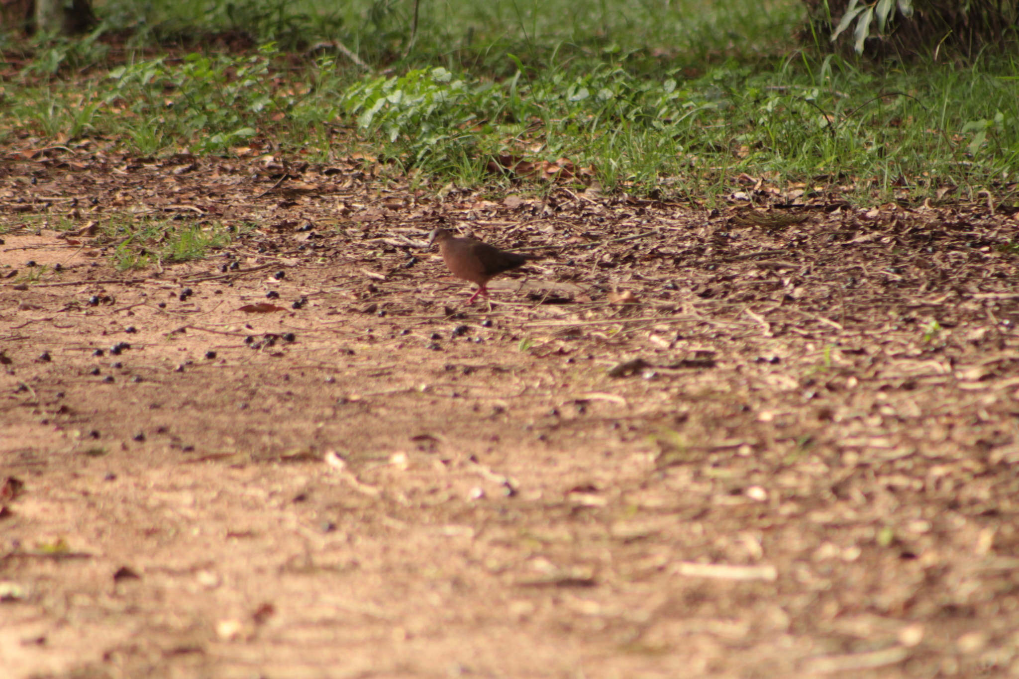 Grey-fronted Dove (Leptotila rufaxilla), photo 4