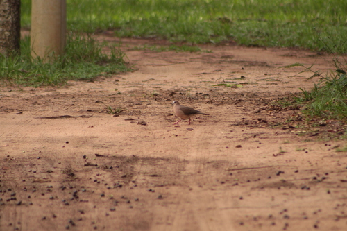 Grey-fronted Dove (Leptotila rufaxilla), photo 9