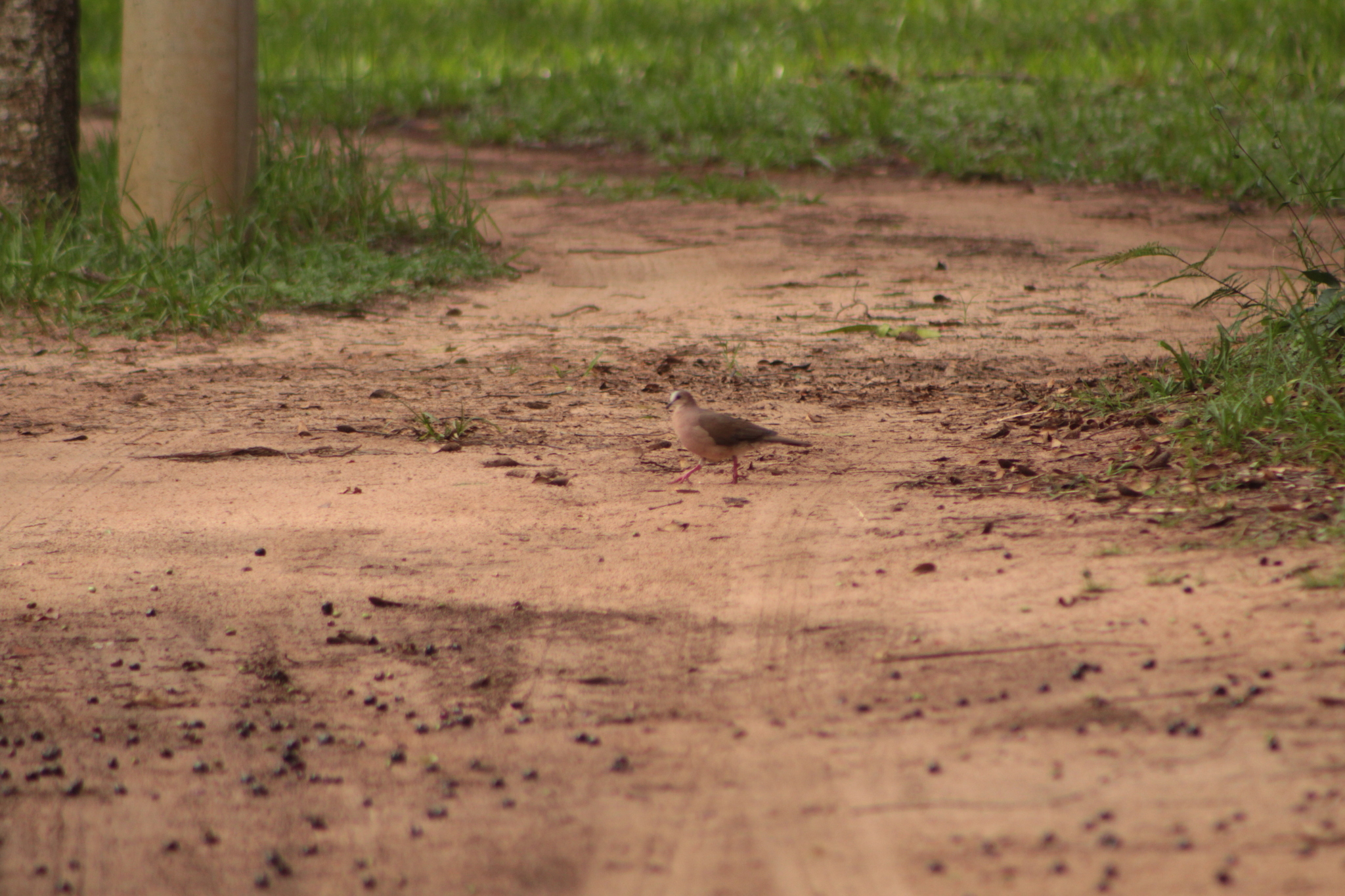 Grey-fronted Dove (Leptotila rufaxilla), photo 8