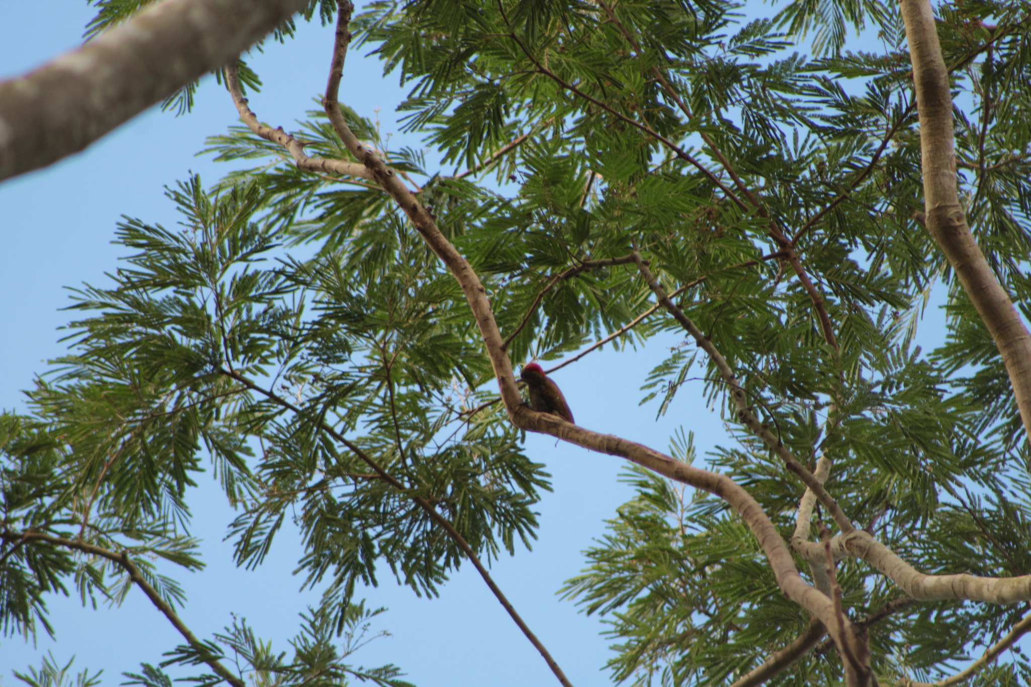 Little Woodpecker (Veniliornis passerinus), photo 2