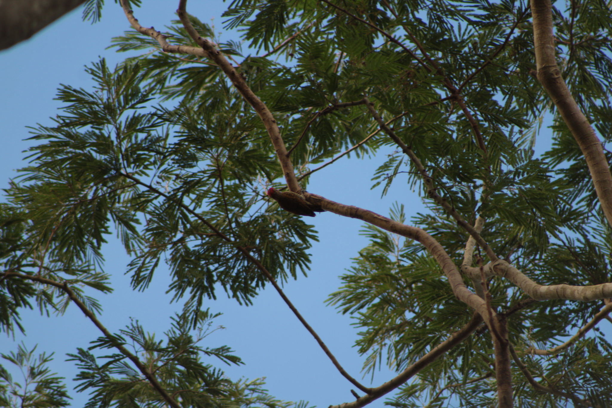 Little Woodpecker (Veniliornis passerinus), photo 3