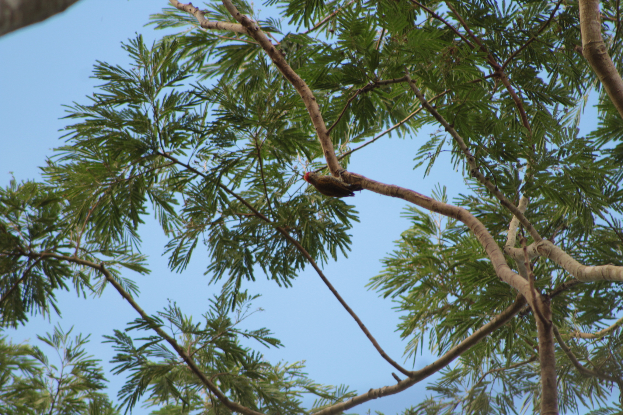 Little Woodpecker (Veniliornis passerinus), photo 4