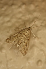 Parapoynx allionealis
