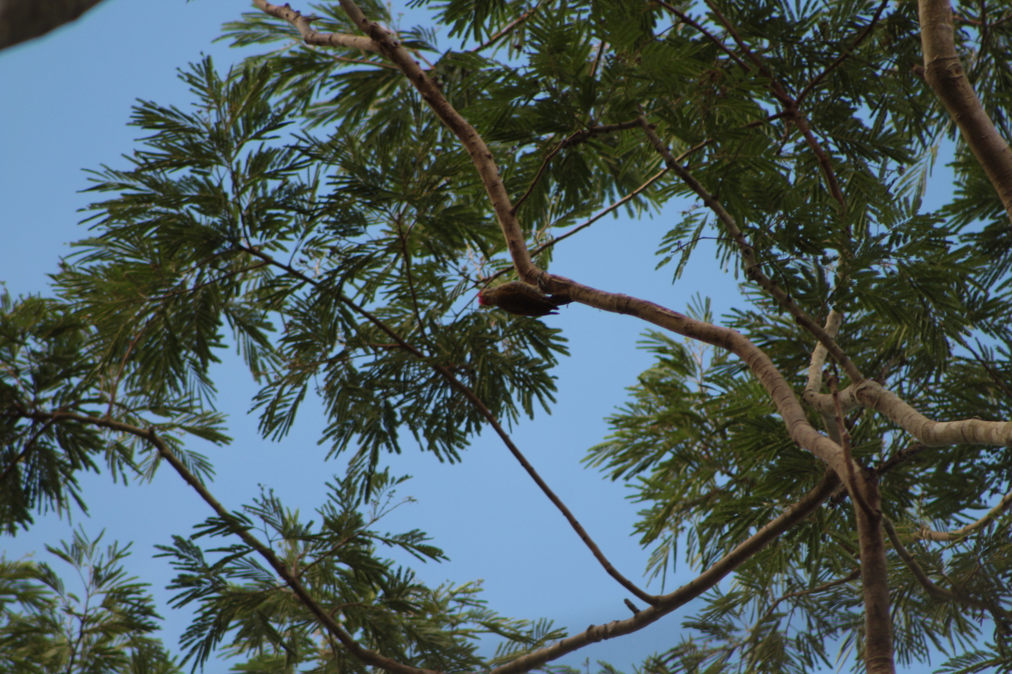 Little Woodpecker (Veniliornis passerinus), photo 5