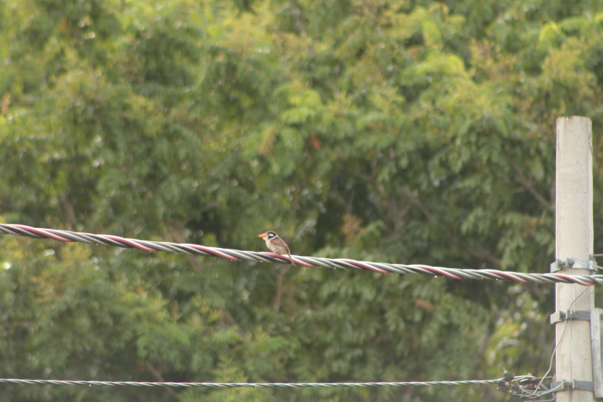 White-eared Puffbird (Nystalus chacuru), photo 6