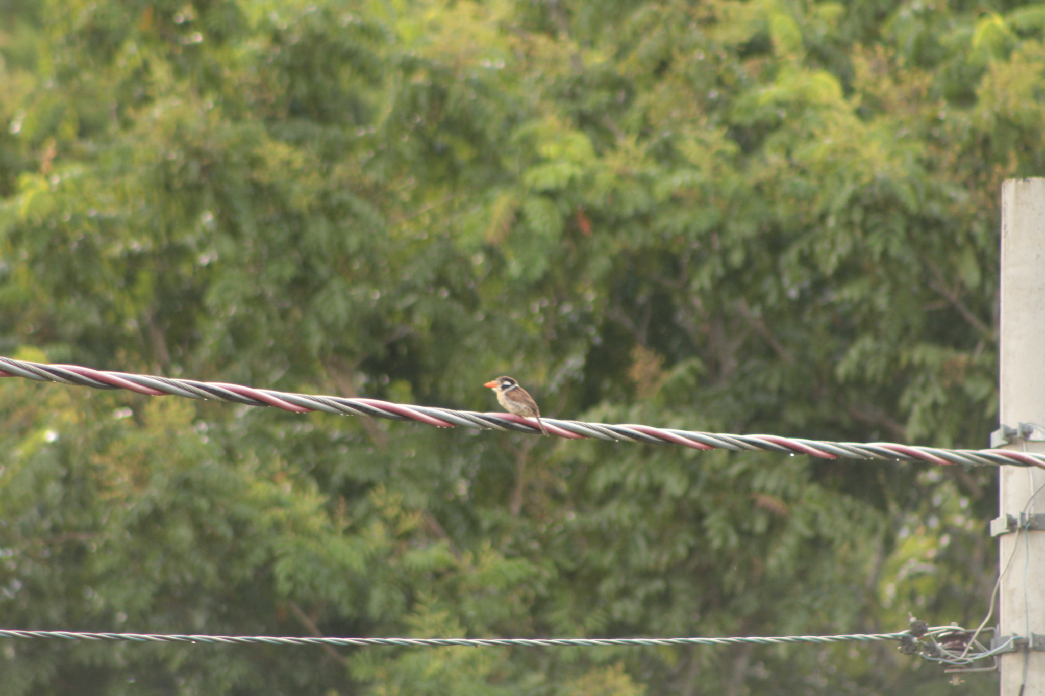 White-eared Puffbird (Nystalus chacuru), photo 5